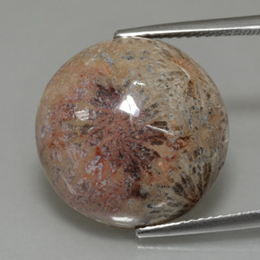 Corallo fossile Multicolore naturale da 14.40 ct, Taglio rotondo, Opaco
