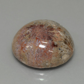 Corallo fossile Multicolore naturale da 14.40 ct, Taglio rotondo, Opaco