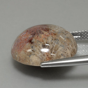 Corallo fossile Multicolore naturale da 14.40 ct, Taglio rotondo, Opaco