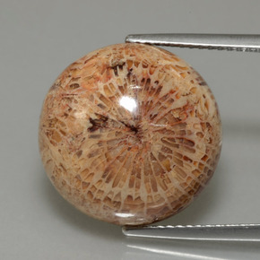 Corallo fossile Multicolore naturale da 13.26 ct, Taglio rotondo, Opaco