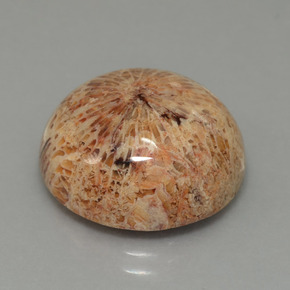 Corallo fossile Multicolore naturale da 13.26 ct, Taglio rotondo, Opaco