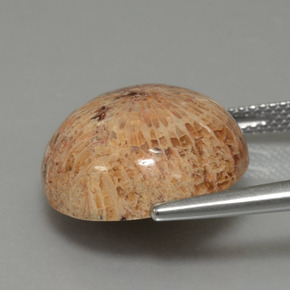 Corallo fossile Multicolore naturale da 13.26 ct, Taglio rotondo, Opaco