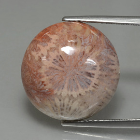 Corallo fossile Multicolore naturale da 12.48 ct, Taglio rotondo, Opaco