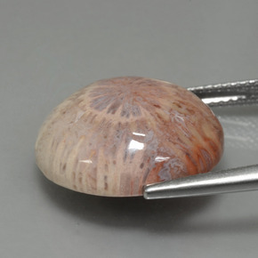 Corallo fossile Multicolore naturale da 12.48 ct, Taglio rotondo, Opaco