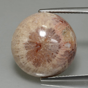 Corallo fossile naturale multicolore da 13,91 ct, taglio rotondo, opaco