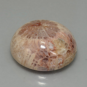 Corallo fossile naturale multicolore da 13,91 ct, taglio rotondo, opaco