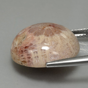 Corallo fossile naturale multicolore da 13,91 ct, taglio rotondo, opaco