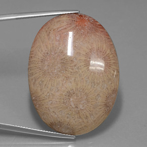 Corallo fossile Multicolore naturale da 56.57 ct, Taglio ovale, Opaco