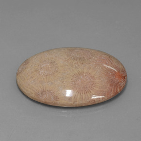 Corallo fossile Multicolore naturale da 56.57 ct, Taglio ovale, Opaco