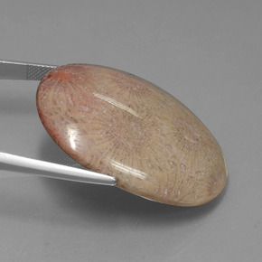Corallo fossile Multicolore naturale da 56.57 ct, Taglio ovale, Opaco