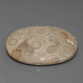 Corallo fossile Multicolore naturale da 49.51 ct, Taglio ovale, Opaco