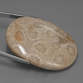 Corallo fossile Multicolore naturale da 49.51 ct, Taglio ovale, Opaco