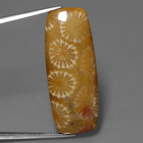 Corallo fossile Multicolore naturale da 25.14 ct, Taglio a cuscino, Opaco