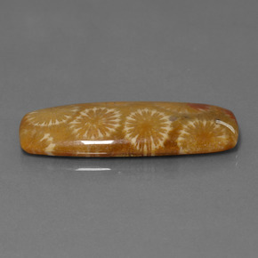 Corallo fossile Multicolore naturale da 25.14 ct, Taglio a cuscino, Opaco