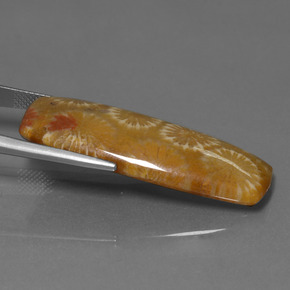 Corallo fossile Multicolore naturale da 25.14 ct, Taglio a cuscino, Opaco