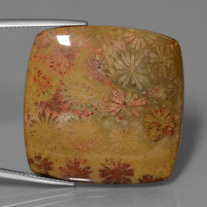 Corallo fossile Multicolore naturale da 46.89 ct, Taglio a cuscino, Opaco