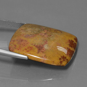 Corallo fossile Multicolore naturale da 46.89 ct, Taglio a cuscino, Opaco