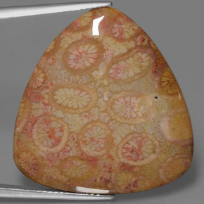 Corallo fossile naturale multicolore da 28,95 ct, trillion, opaco