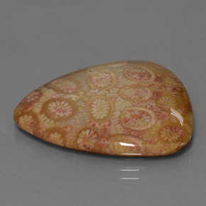 Corallo fossile naturale multicolore da 28,95 ct, trillion, opaco