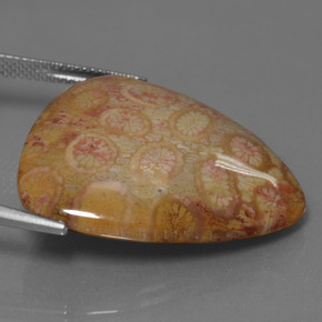 Corallo fossile naturale multicolore da 28,95 ct, trillion, opaco