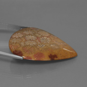 Corallo fossile Multicolore naturale da 53.96 ct, Forma a pera, Opaco