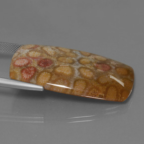 Corallo fossile Multicolore naturale da 45.68 ct, Taglio a cuscino, Opaco