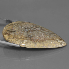 Corallo fossile Multicolore naturale da 70.58 ct, Forma a pera, Opaco