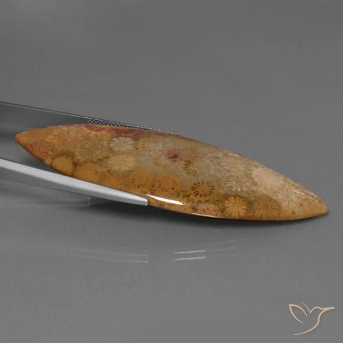 Corallo fossile Multicolore naturale da 56.57 ct, Taglio marquise, Opaco