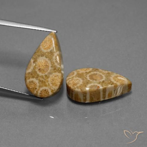 19.84ctw Naturale Multicolore Corallo fossile, Forma a pera, Opaco