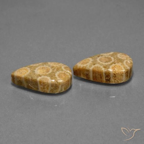 Gemme di Corallo fossile Multicolore naturale da 19.84 ct, Forma a pera, Opaco
