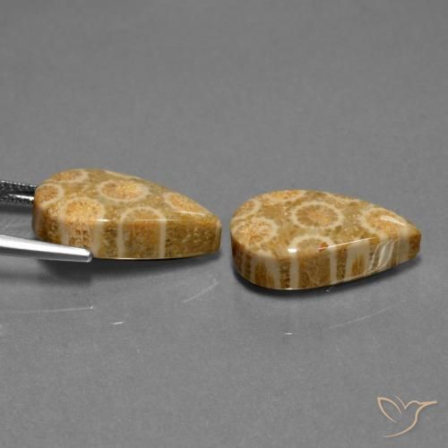 Gemme di Corallo fossile Multicolore naturale da 19.84 ct, Forma a pera, Opaco