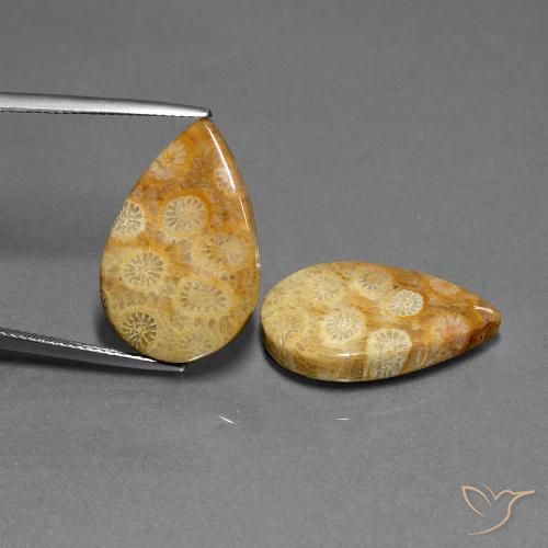 23.88ctw Naturale Multicolore Corallo fossile, Forma a pera, Opaco