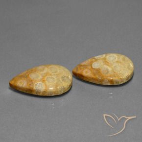 Gemme di Corallo fossile Multicolore naturale da 23.88 ct, Forma a pera, Opaco