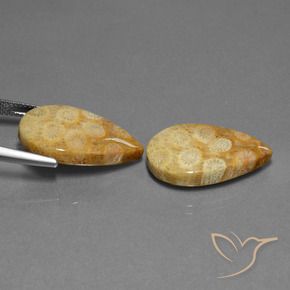 Gemme di Corallo fossile Multicolore naturale da 23.88 ct, Forma a pera, Opaco