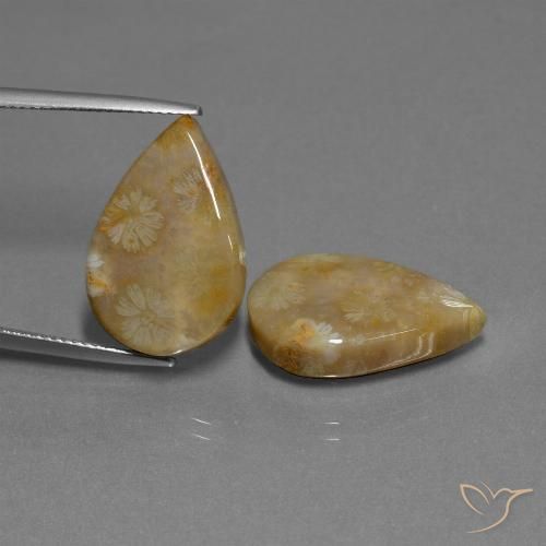 21.95ctw Naturale Multicolore Corallo fossile, Forma a pera, Opaco