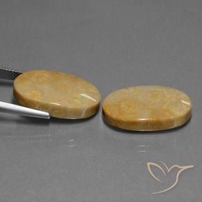Gemme di Corallo fossile Multicolore naturale da 32.11 ct, Ovale, Opaco