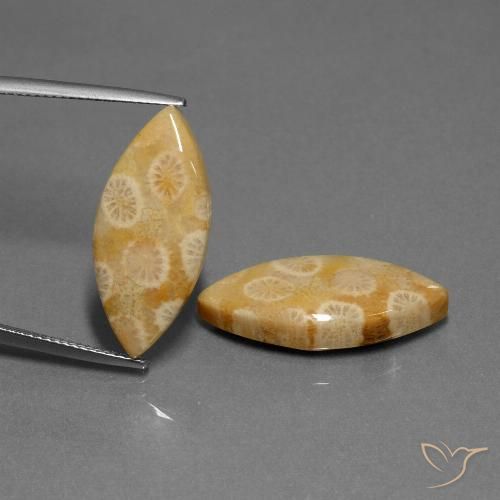 20.04ctw Naturale Multicolore Corallo fossile, Taglio marquise, Opaco