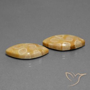 Gemme di Corallo fossile Multicolore naturale da 20.04 ct, Taglio marquise, Opaco
