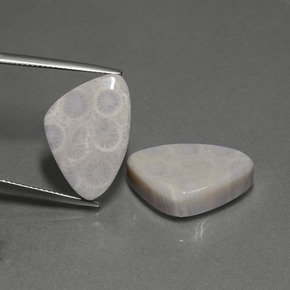 Gemme di Corallo fossile Multicolore naturale da  ct, Taglio trillion, Opaco