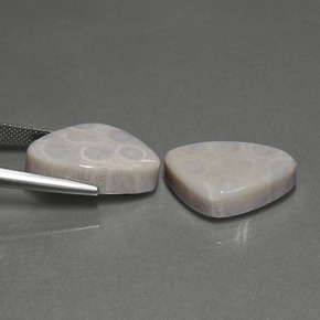 Gemme di Corallo fossile Multicolore naturale da  ct, Taglio trillion, Opaco