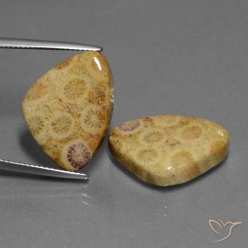 28.33ctw Naturale Multicolore Corallo fossile, Taglio trillion, Opaco