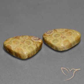 Gemme di Corallo fossile Multicolore naturale da 28.33 ct, Taglio trillion, Opaco