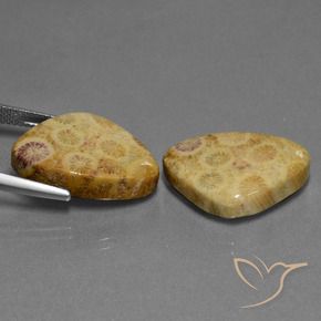 Gemme di Corallo fossile Multicolore naturale da 28.33 ct, Taglio trillion, Opaco