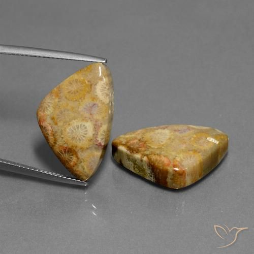 28.03ctw Naturale Multicolore Corallo fossile, Taglio trillion, Opaco