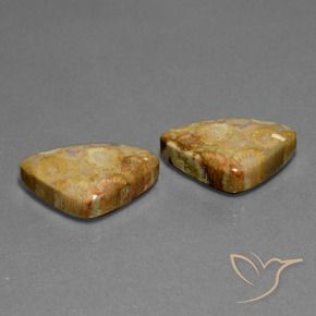 Gemme di Corallo fossile Multicolore naturale da 28.03 ct, Taglio trillion, Opaco