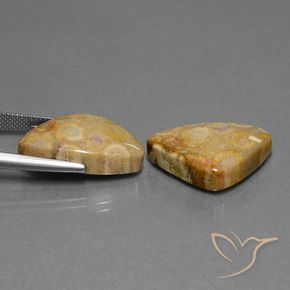 Gemme di Corallo fossile Multicolore naturale da 28.03 ct, Taglio trillion, Opaco