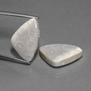 Corallo fossile naturale multicolore da 21,39 ct, trillion, opaco