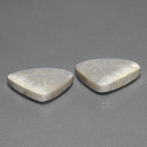 Corallo fossile naturale multicolore da 21,39 ct, trillion, opaco