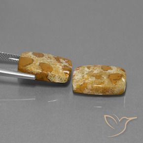 Gemme di Corallo fossile Multicolore naturale da 19.08 ct, Cuscino, Opaco