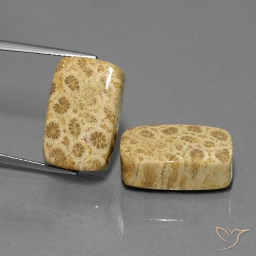 28.81ctw Naturale Multicolore Corallo fossile, Cuscino, Opaco